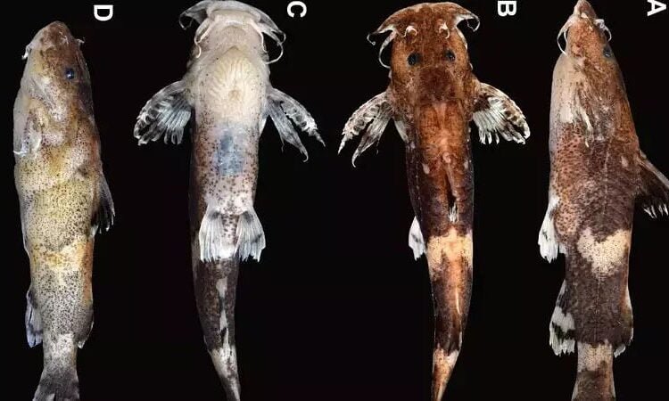New species of catfish discovered in Garo Hills