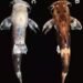 New species of catfish discovered in Garo Hills