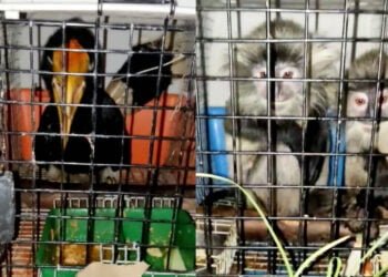 Endangered species of wildlife rescued, two detained