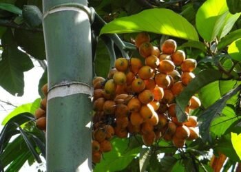 Betel trees being devastated in Mawsynram