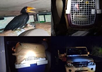 7 smuggled hornbills rescued in WJH; Mizoram driver arrested
