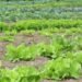 Awareness campaign on organic farming held in Umiam