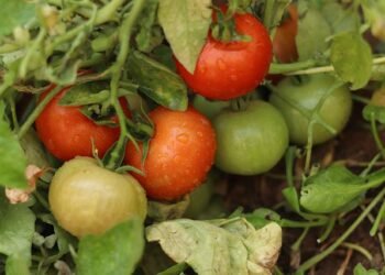 Organic Meghalaya dream a nightmare: Production drops 50%