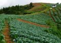 Cabbage farmers in distress after prices slump
