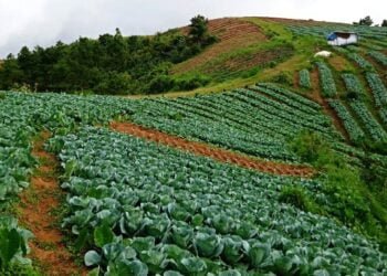Cabbage farmers in distress after prices slump