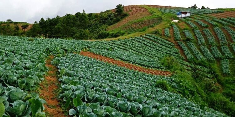 Cabbage farmers in distress after prices slump
