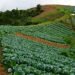 Cabbage farmers in distress after prices slump
