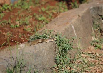 From neglect to equity: Road towards mitigation of snakebites in NE
