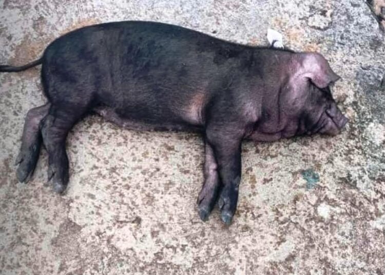 Livestock farmers in Nongstoiñ report death of piglets given by Govt