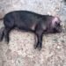 Livestock farmers in Nongstoiñ report death of piglets given by Govt