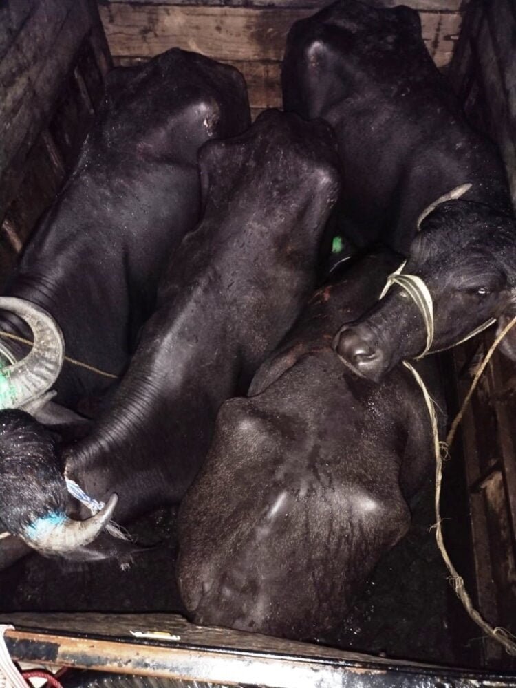 BSF seizes cattle on international border of EKH