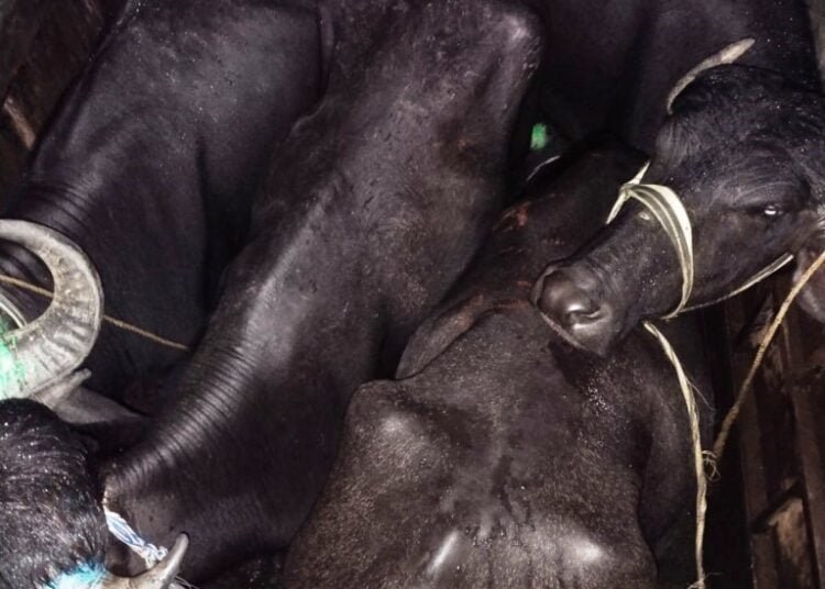 BSF seizes cattle on international border of EKH