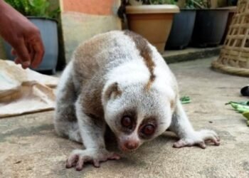 Man pays 1k for safe release of slow loris