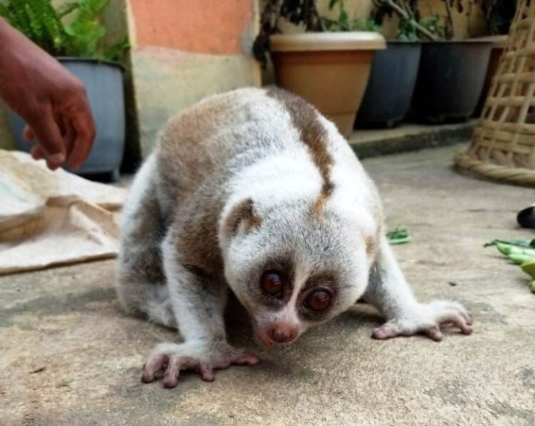 Man pays 1k for safe release of slow loris