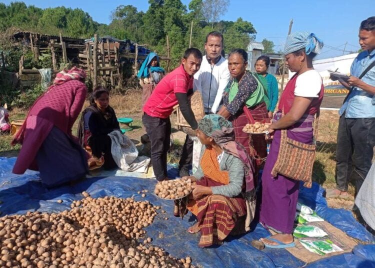 KVK distributes potato seeds to Jaiñtia farmers
