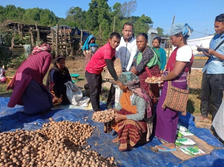 KVK distributes potato seeds to Jaiñtia farmers