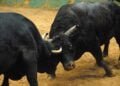 Traditional bullfights banned, Govt reminds EWKH public