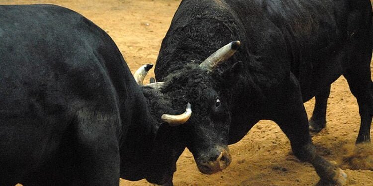 Traditional bullfights banned, Govt reminds EWKH public