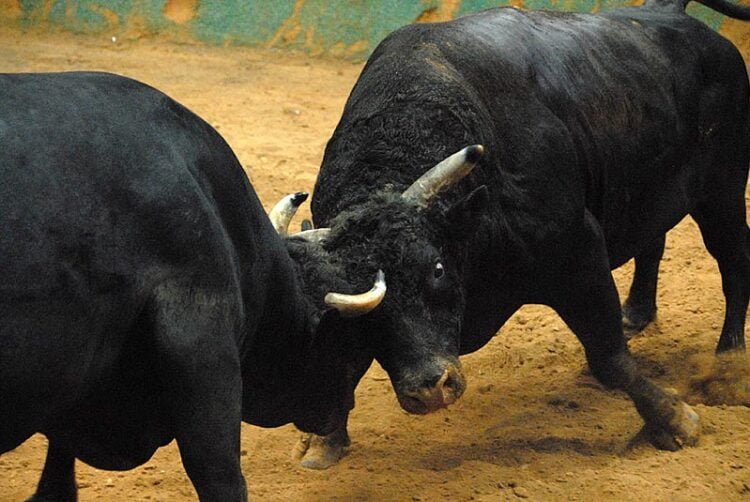 Traditional bullfights banned, Govt reminds EWKH public