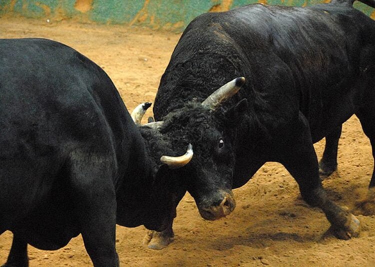 Traditional bullfights banned, Govt reminds EWKH public
