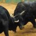 Traditional bullfights banned, Govt reminds EWKH public