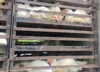 HC rues open display of meat in city