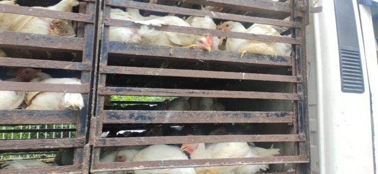 HC rues open display of meat in city