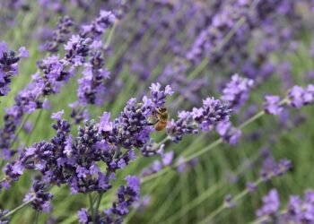 Meghalaya, Nagaland farmers throng Bhaderwah to learn ‘mission aroma’