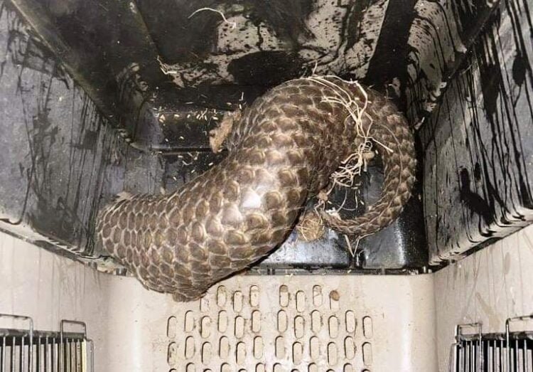 Three arrested in possession of pangolin