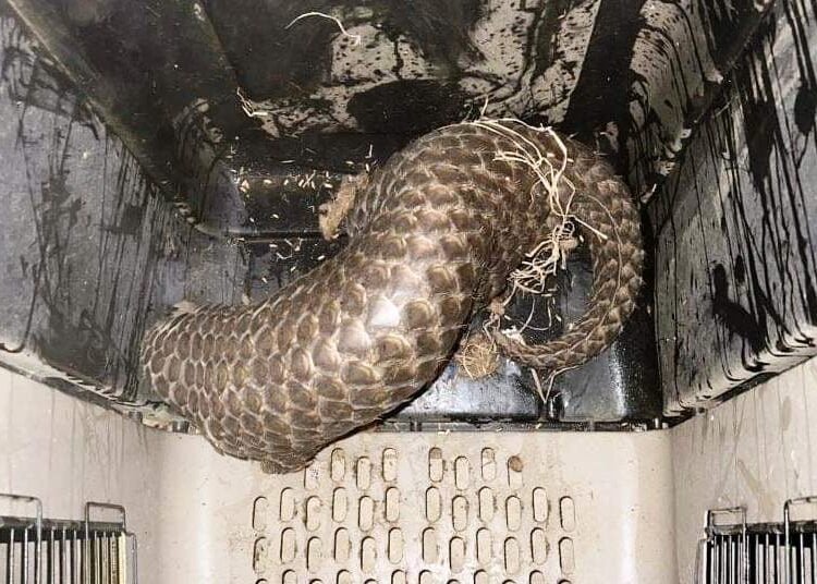 Three arrested in possession of pangolin
