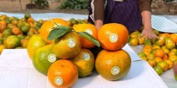 Meghalaya sends 1 tonne Khasi Mandarin to Dubai