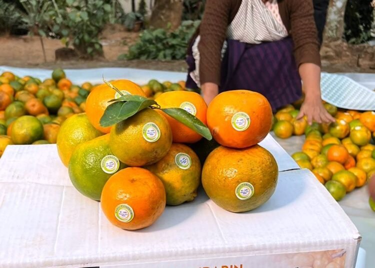 Meghalaya sends 1 tonne Khasi Mandarin to Dubai