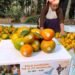 Meghalaya sends 1 tonne Khasi Mandarin to Dubai