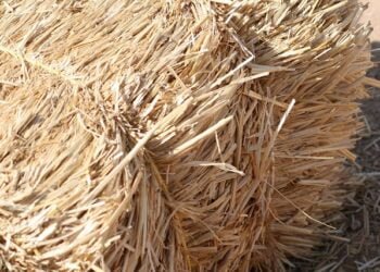 Fodder worth Rs 2 lakh burnt to ashes