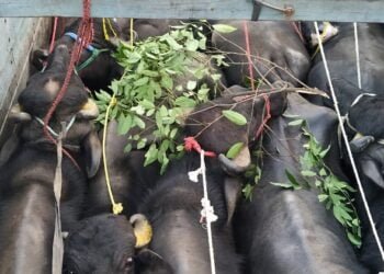 BSF rescues 31 buffaloes on international border