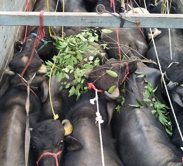 BSF rescues 31 buffaloes on international border