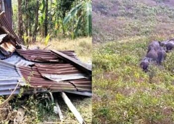 Elephants go on rampage in Ïawpaw; farmers distressed with no help