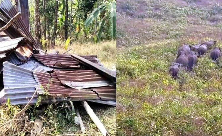 Elephants go on rampage in Ïawpaw; farmers distressed with no help