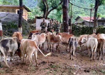 BSF rescue 17 cattle from India-Bangladesh border