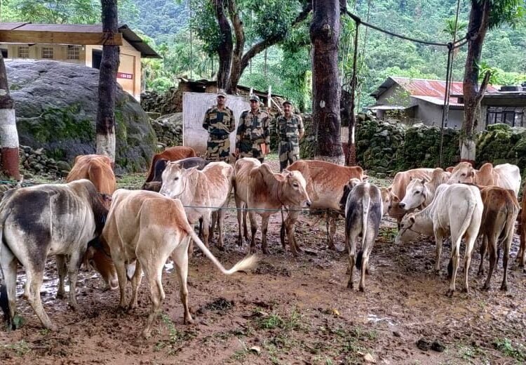 BSF rescue 17 cattle from India-Bangladesh border