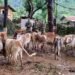 BSF rescue 17 cattle from India-Bangladesh border