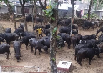 BSF rescues 25 cattle in Nongshken area