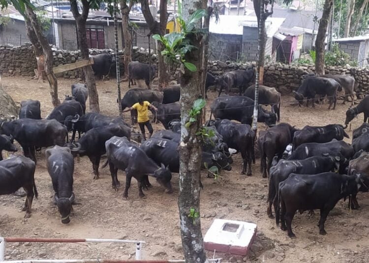 BSF rescues 25 cattle in Nongshken area