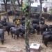BSF rescues 25 cattle in Nongshken area
