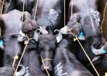 3 cattle smugglers arrested with 40 cattle