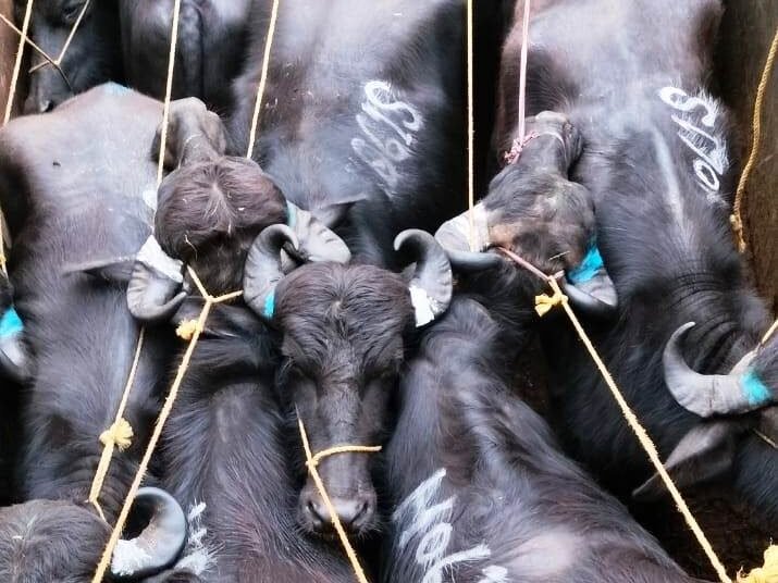 3 cattle smugglers arrested with 40 cattle