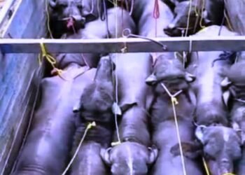 Two cattle smugglers arrested in EKH