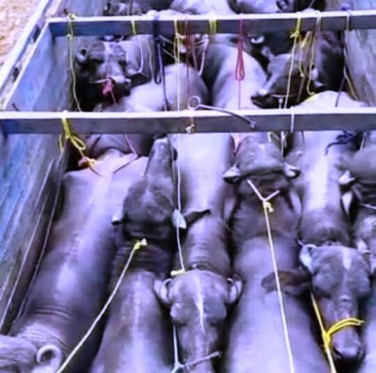 Two cattle smugglers arrested in EKH