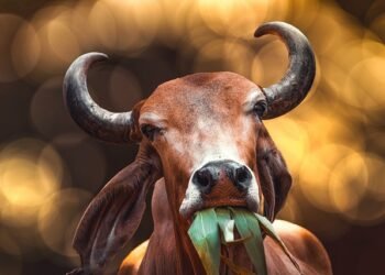 Celebrate ‘Cow Hug Day’ on Feb 14: Animal Welfare Board of India