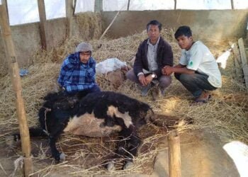 Six cattle poisoned to death in Nongstoiñ